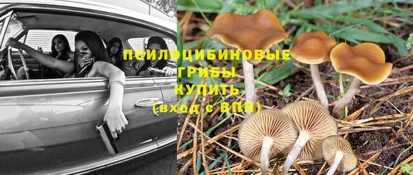 стафф Алзамай